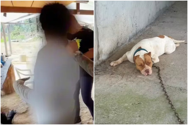 Suspeito de abusar sexualmente de cachorro é preso em Presidente Figueiredo