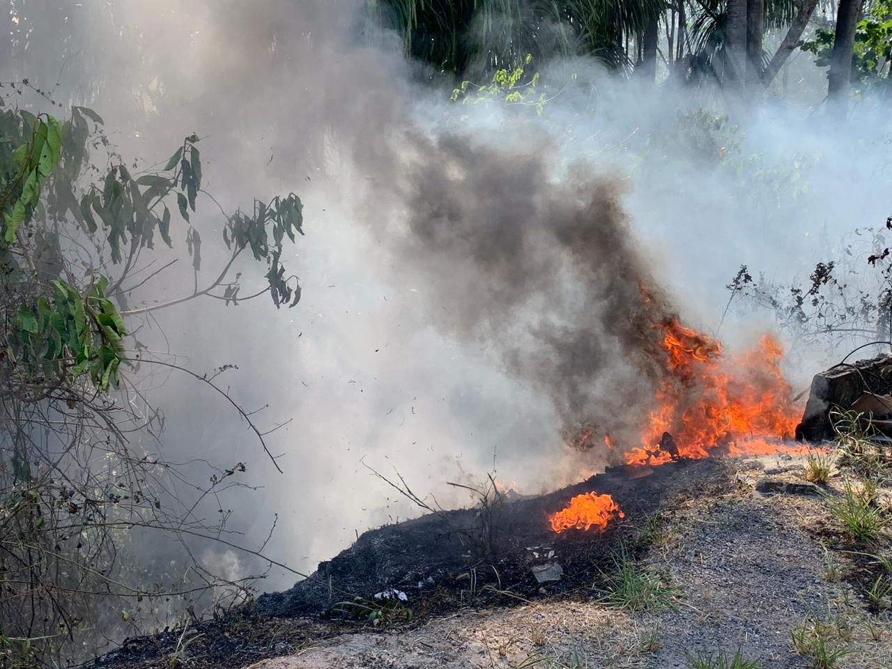Vídeo: Área de mata na Avenida das Torres é tomada por fogo