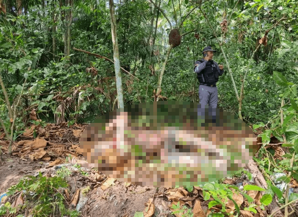 Corpo em decomposição é encontrado em área de mata no Aleixo