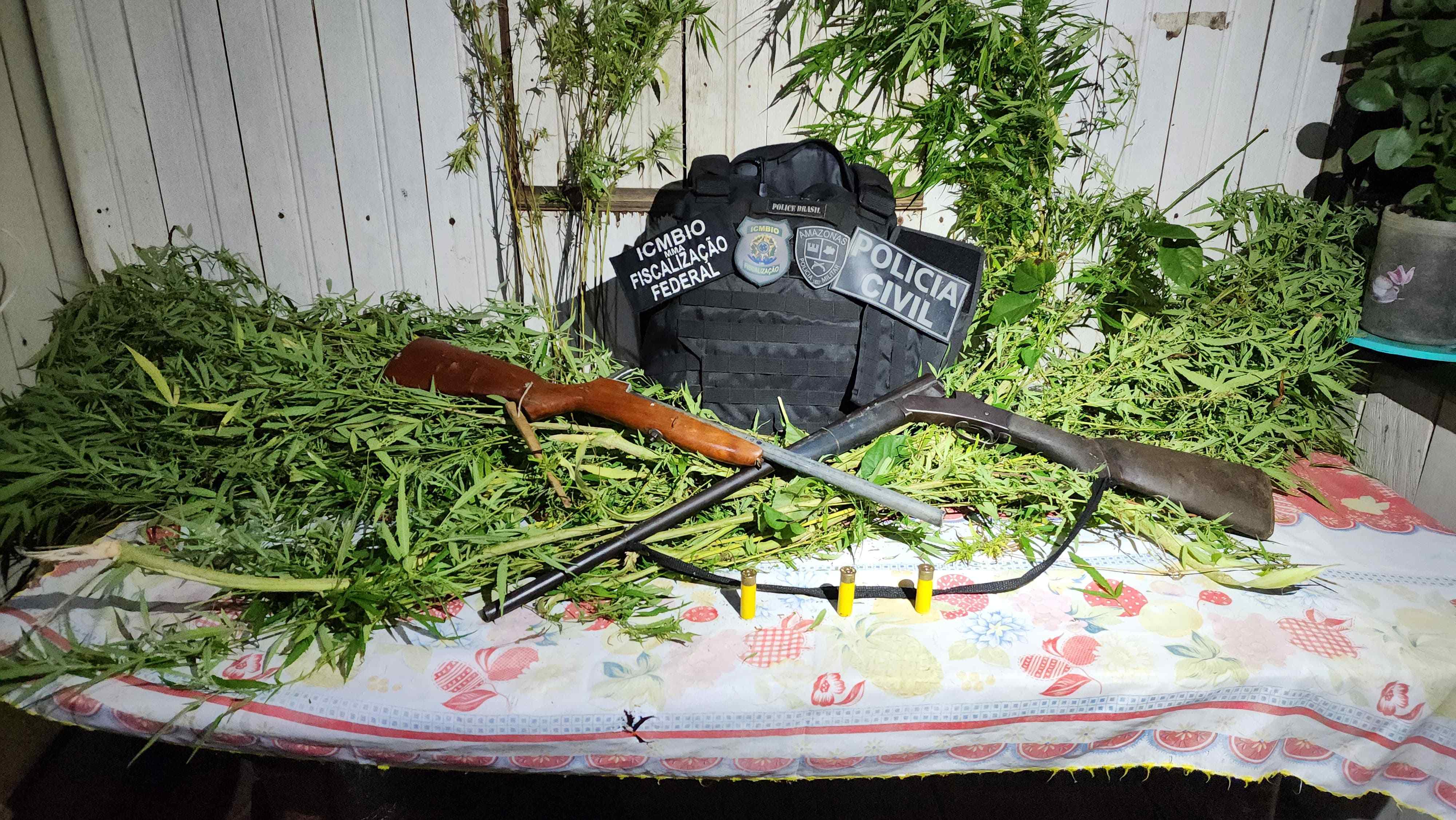 Operação apreende nova plantação de maconha em reserva florestal no AM