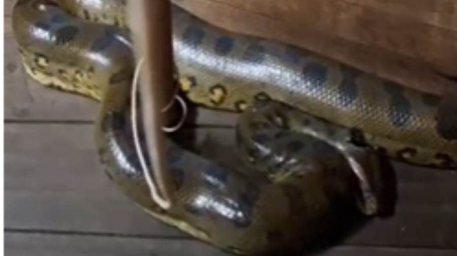 Vídeo: Morador encontra sucuri dentro de casa no Careiro da Várzea