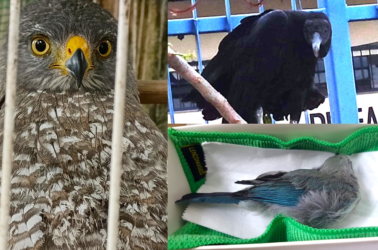 Ipaam resgatou 37 animais silvestres em Manaus em outubro