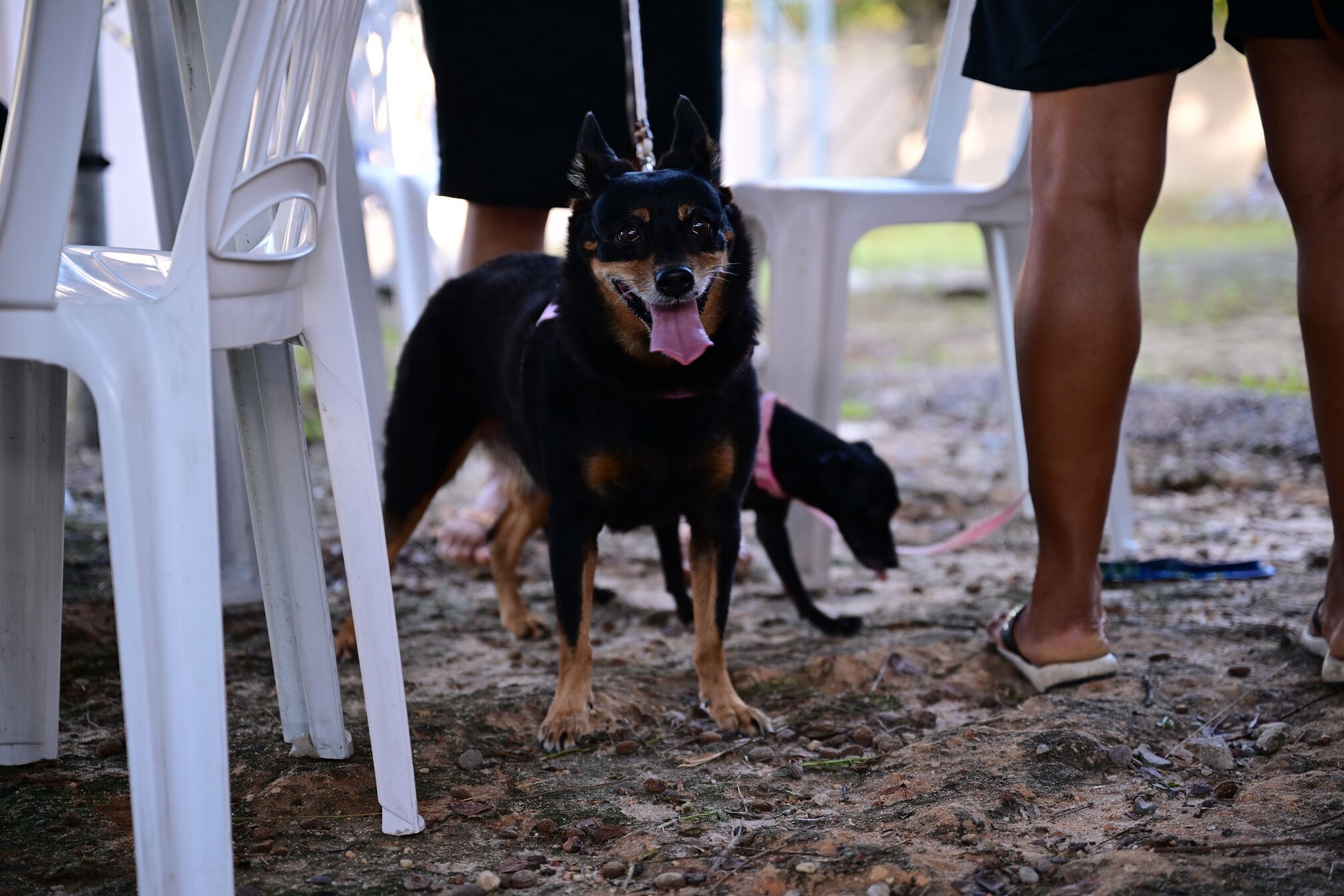 Sepet realiza mutirão com previsão de 2 mil castrações