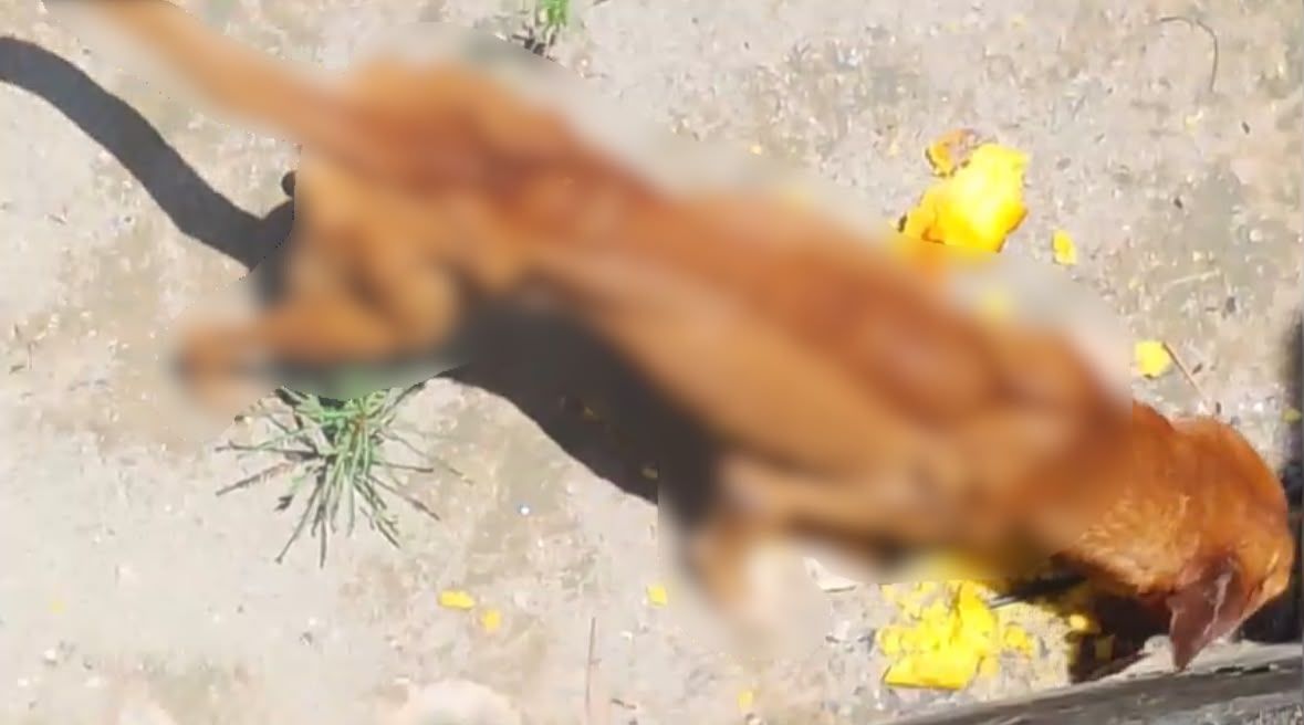 Homem é preso suspeito de maus-tratos contra cães no Tarumã