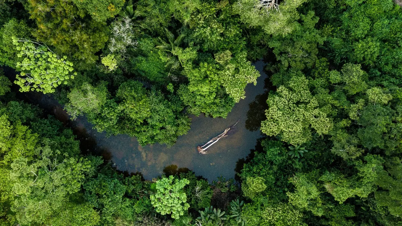 Reino Unido anuncia mais R$ 215 milhões para o Fundo Amazônia