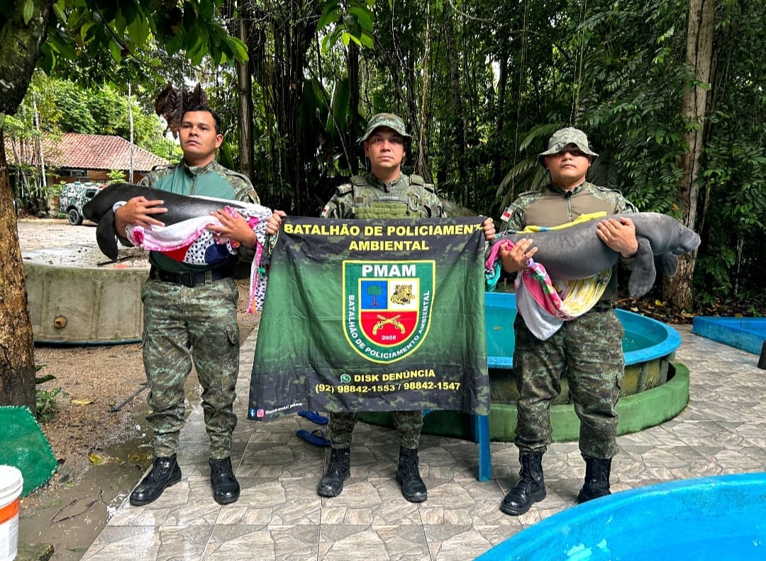 Filhotes de peixe-boi com sinais de maus-tratos são resgatados no AM