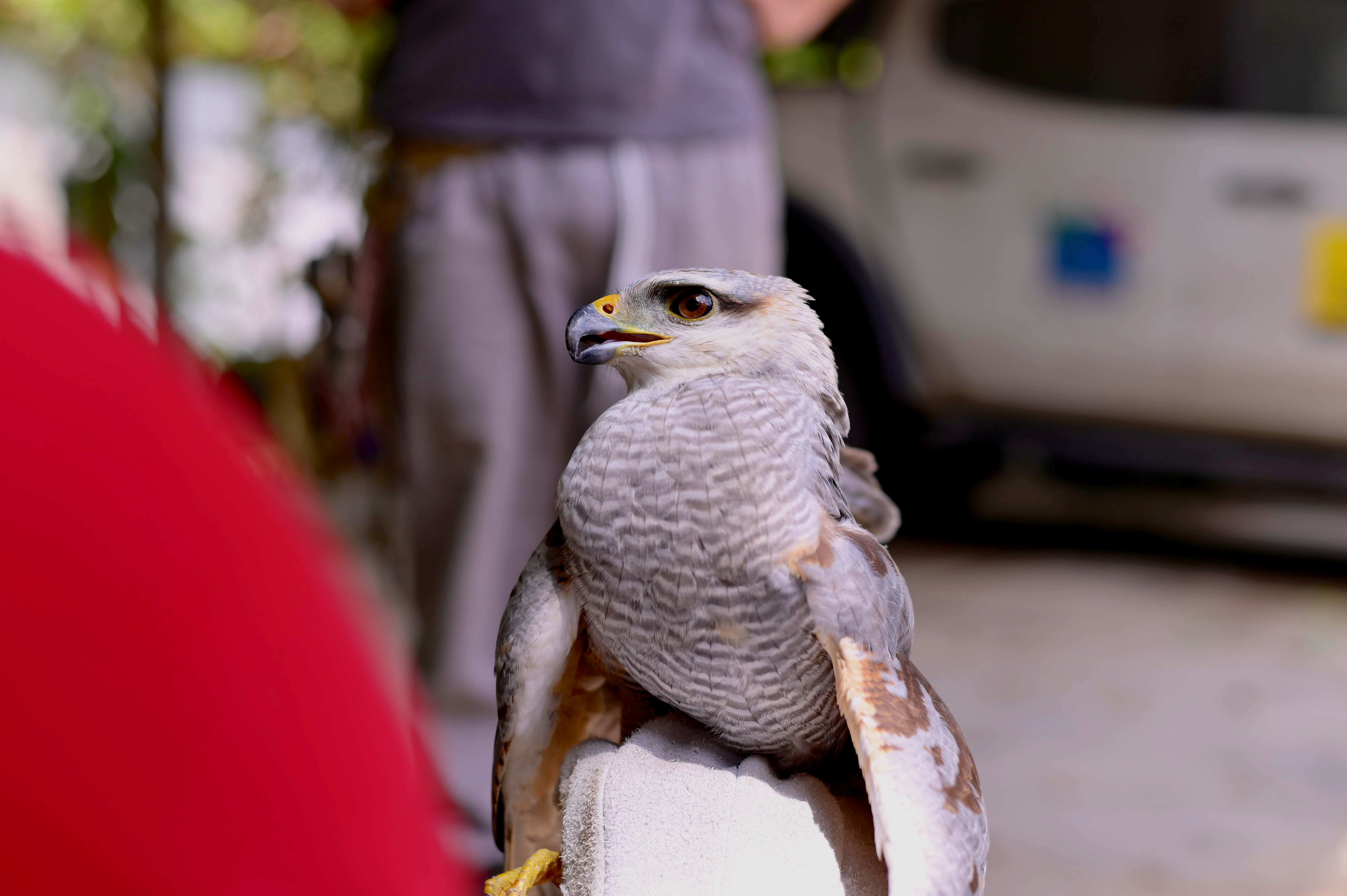 Gavião-pedrês e filhotes de aracuã são resgatados em Manaus pelo Ipaam