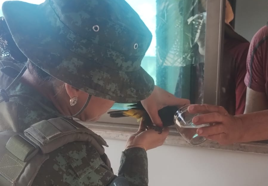 Aves silvestres são resgatadas em bairros da zona Oeste de Manaus