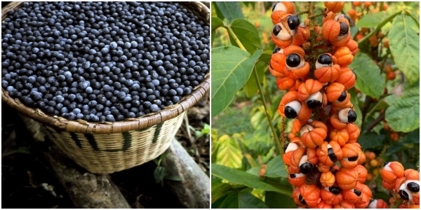 Açaí e guaraná entram para ranking de 100 melhores frutas do mundo
