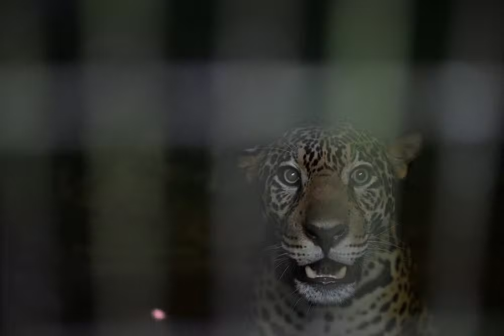 Onça-pintada resgatada no Rio Negro é devolvida à natureza após reabilitação