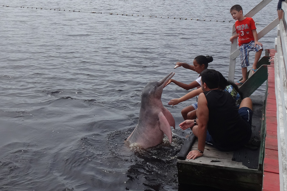 Atração turística de Novo Airão, boto ‘Curumim’ é atacado e está com arpão preso na cabeça