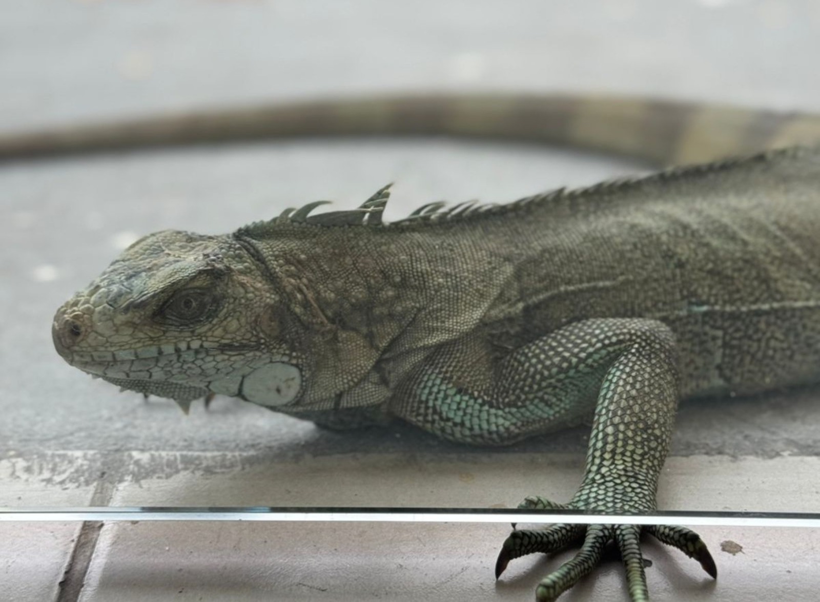 Ipaam resgatou 389  animais silvestres em Manaus ao longo em 2025