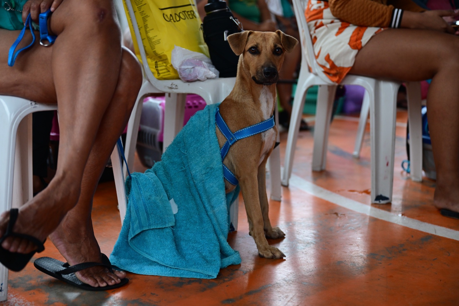 Castramóvel abre agendamento para castração gratuita no bairro Educandos