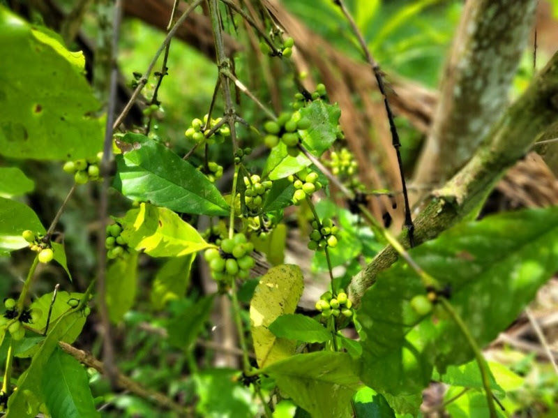 Idesam certifica novos produtores de café orgânico em Matupi
