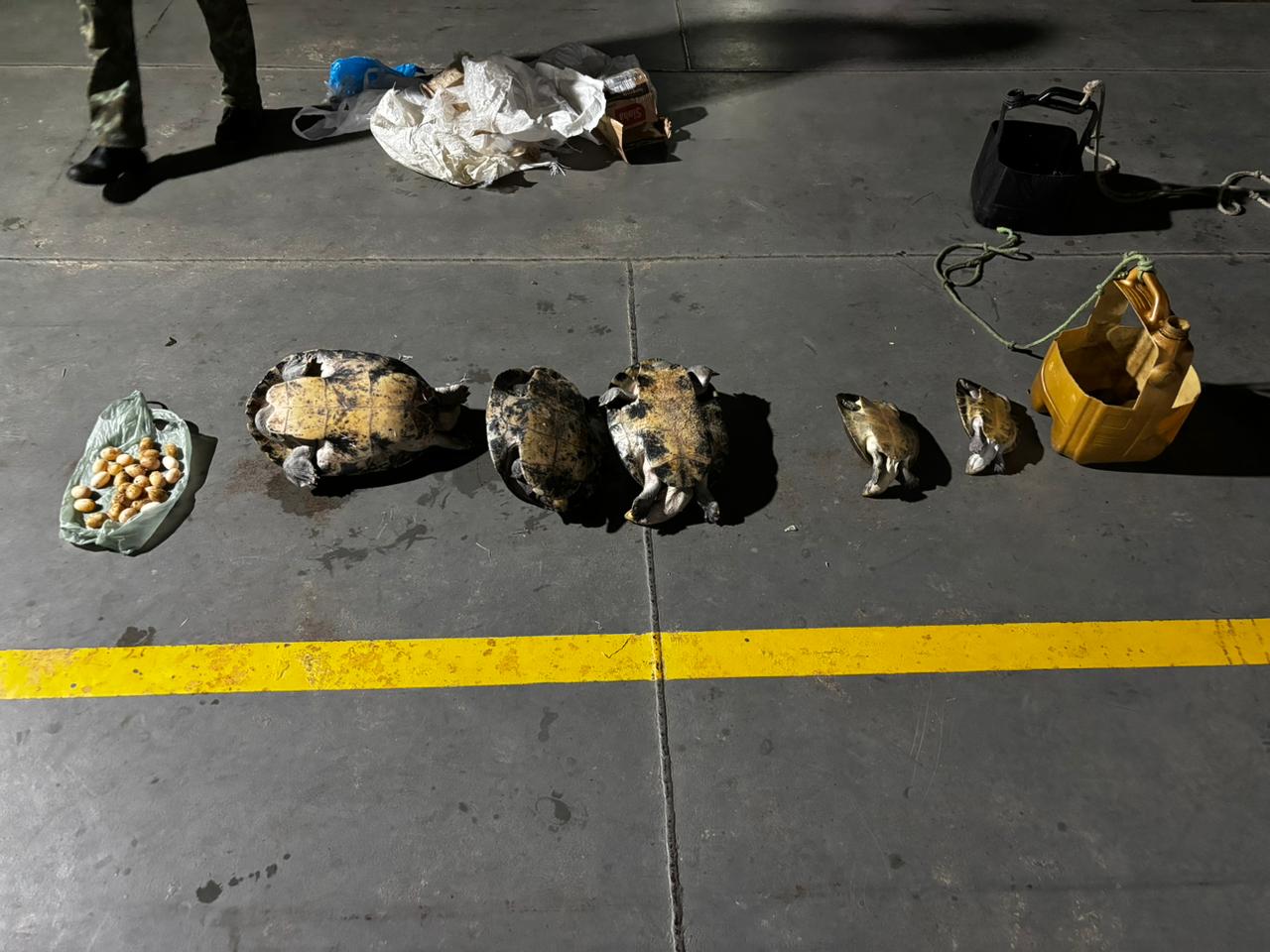 PMAM apreende 30 quelônios durante abordagem em uma embarcação no AM