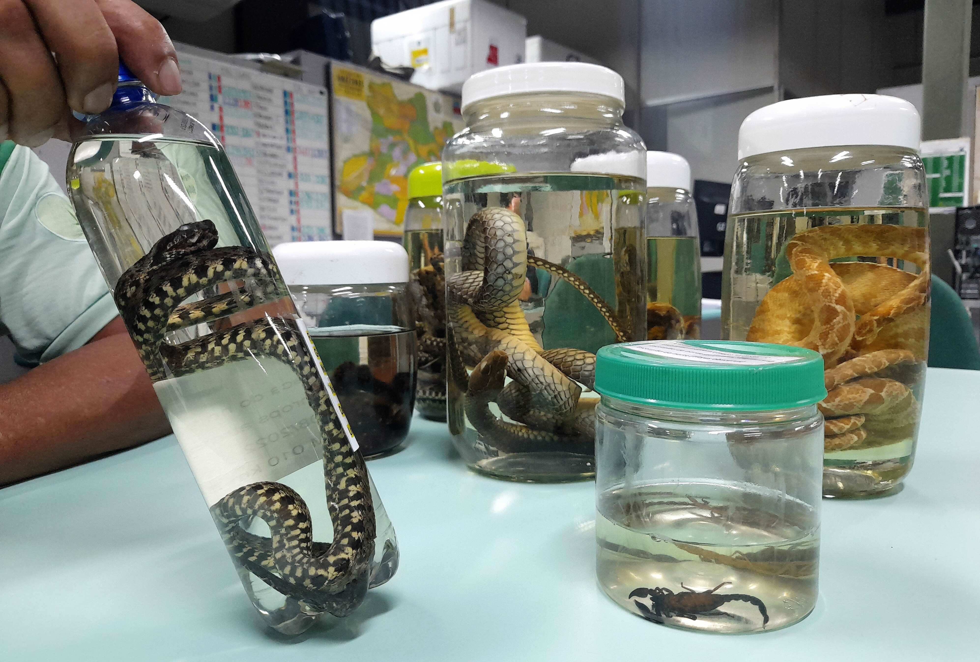 AM tem 96 pontos de atendimento preliminar a acidentes por animais peçonhentos