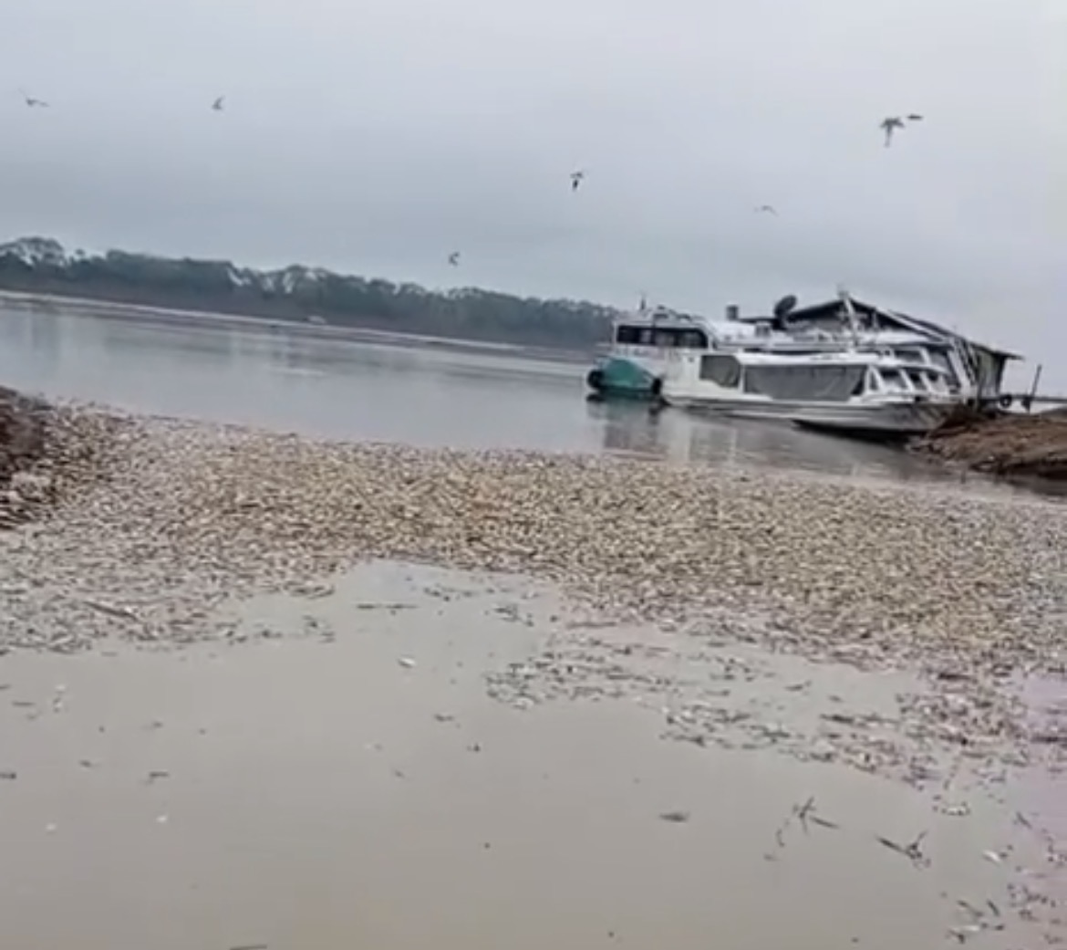 Vídeos: seca causa morte de milhares de peixes em Manacapuru