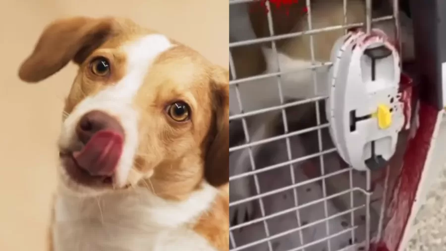 Passageira denuncia Latam por maus-tratos de uma cadela em voo que saiu de Manaus