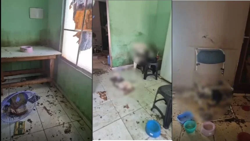 Vídeo: mulher é presa suspeita de maus-tratos contra 29 gatos em Manaus