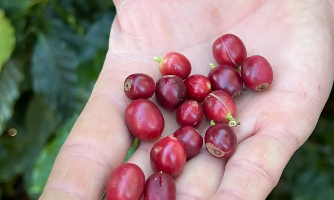 China habilita 183 empresas brasileiras a exportar café para o país