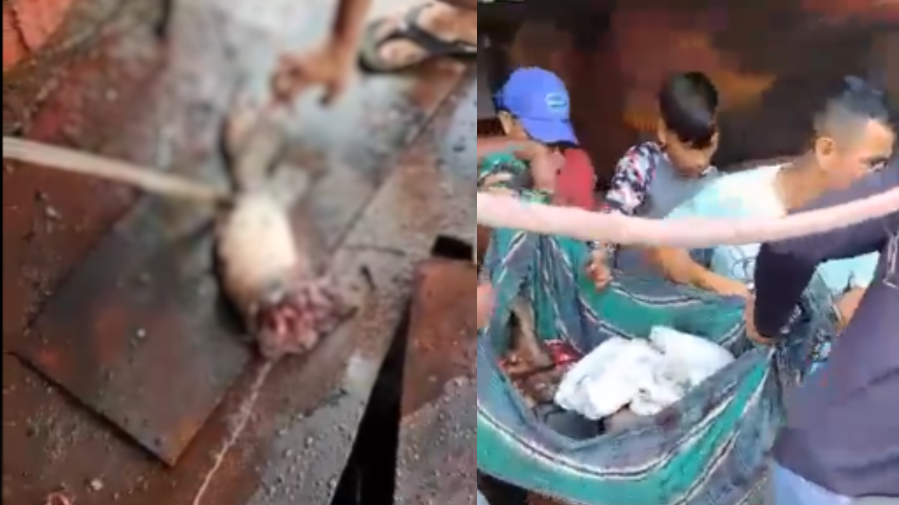 Vídeo:  Homens recolhem partes de garimpeiro despedaçado em explosão de draga