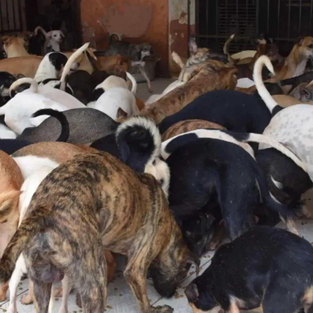 Idosa de 81 anos é encontrada m0rta, devor4da por mais de 100 cachorros