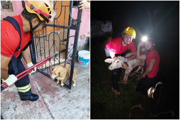 Corpo de Bombeiros resgata uma média de quatro animais a cada 24 horas no AM