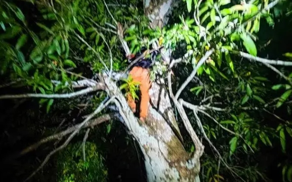 Suspeito de assalto sobe em árvore para fugir da PM, mas acaba preso no AM