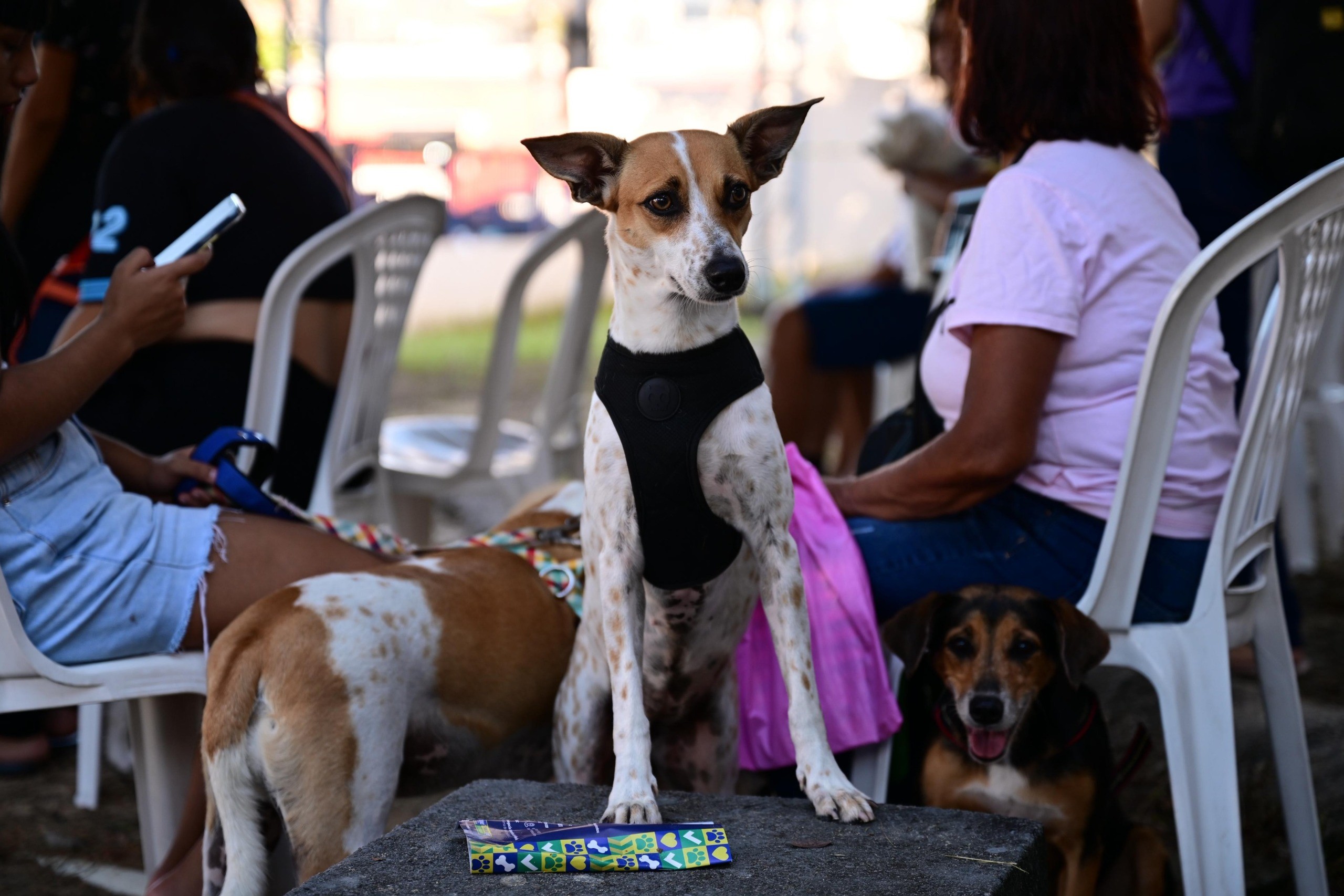 Castramóvel da Sepet abre agendamento para animais em Presidente Figueiredo