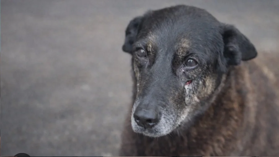 Adolescentes suspeitos de matar o cão Orelha voltam ao Brasil