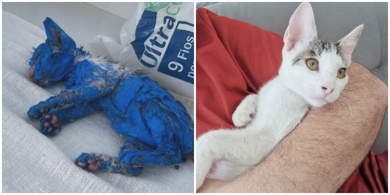Suspeito de jogar tinta em gata segue sem identificação um ano após o resgate em Manaus
