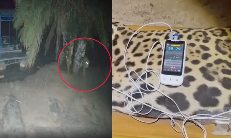 Vídeo: Onça que devorou caseiro é capturada; veja o que aconteceu com ela