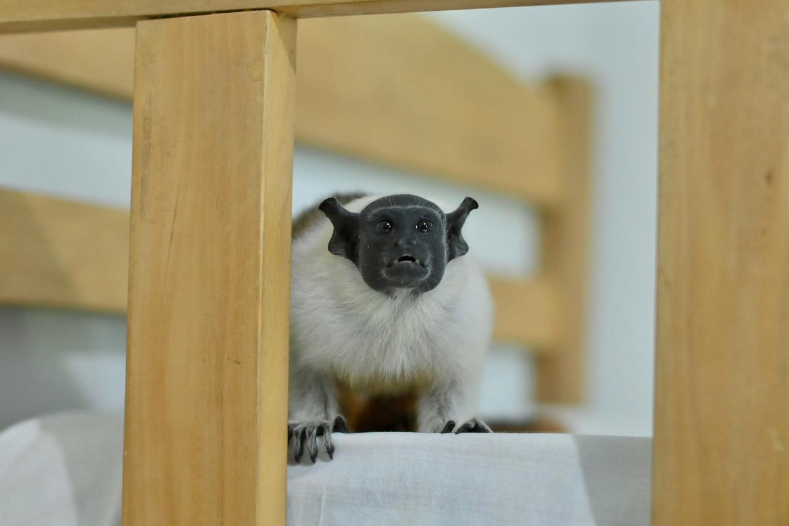 Sauim-de-coleira é resgatado pelo Ipaam no bairro Nova Cidade