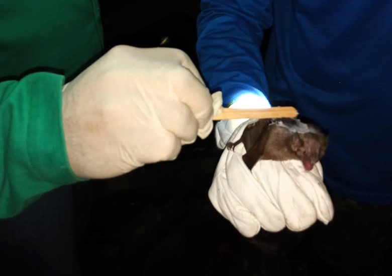 Morcegos são capturados no interior do AM como medida de prevenção à raiva