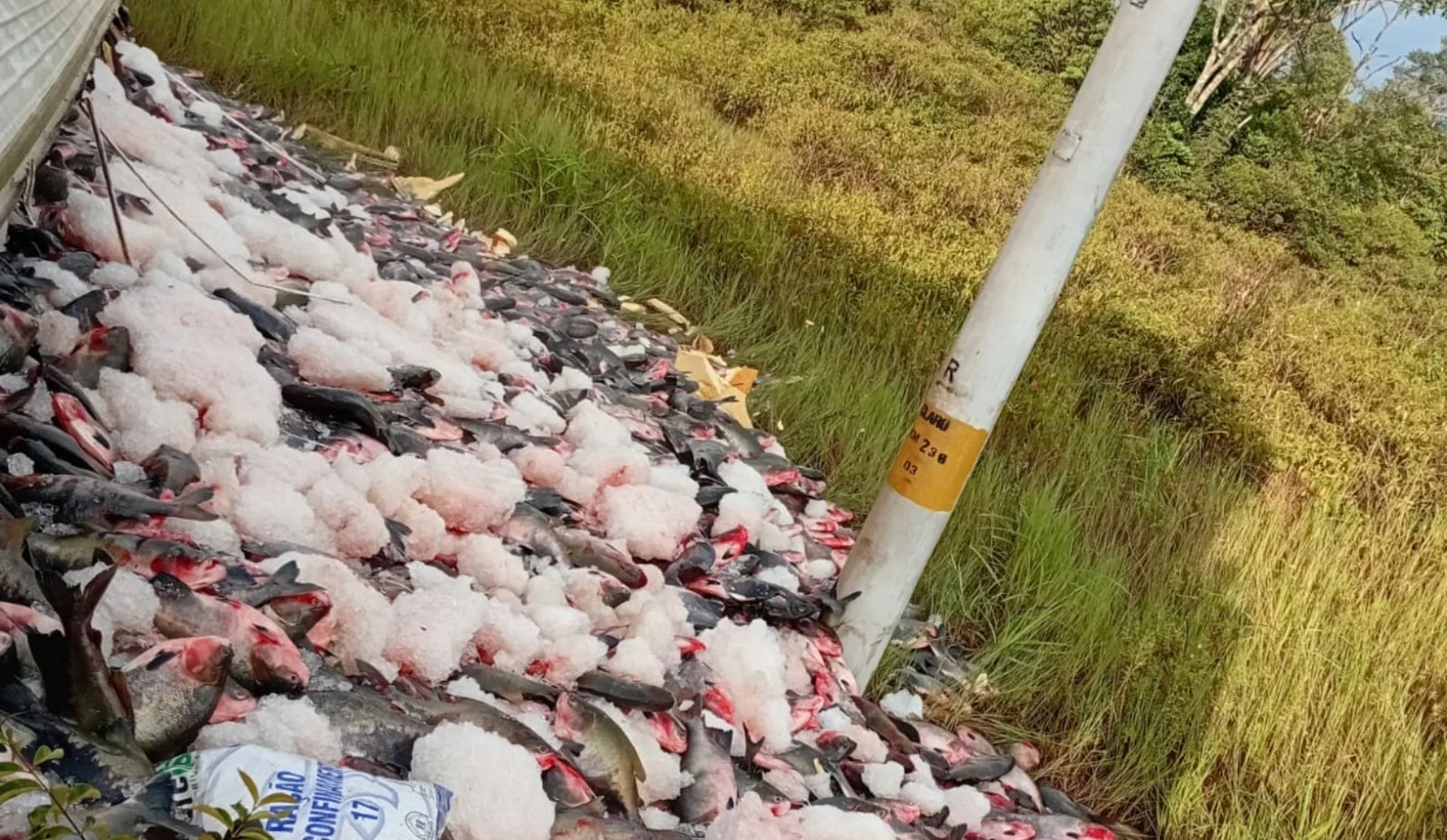 Vídeo: caminhão carregado de peixes tomba na BR-319