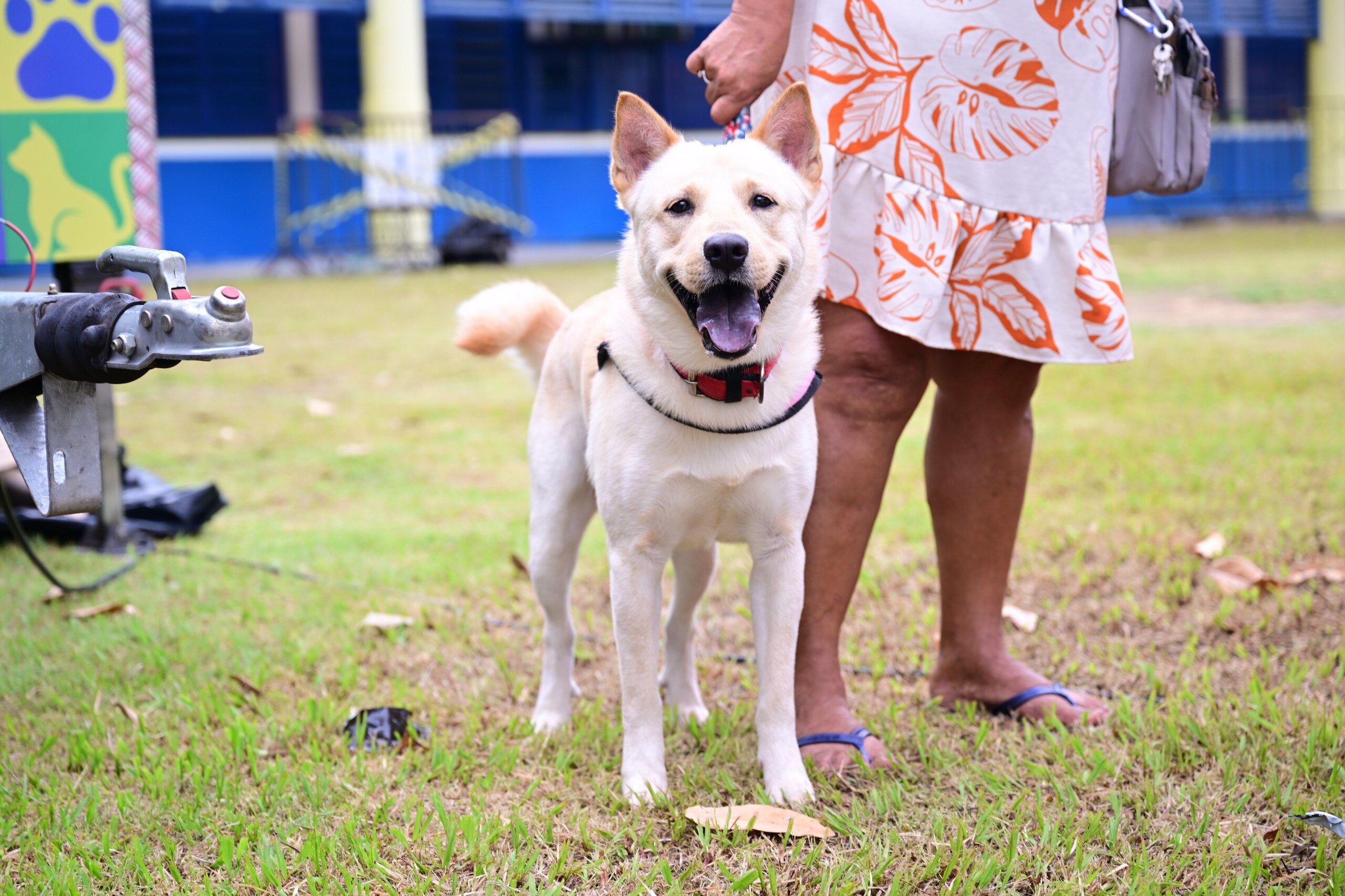 Sepet realiza agendamento para castração de cães e gatos no Nova Cidade