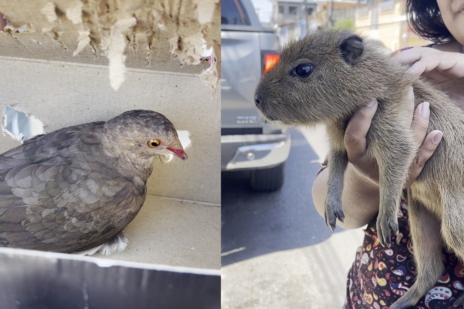 Ipaam resgata  filhote de capivara e dois pariris em Manaus