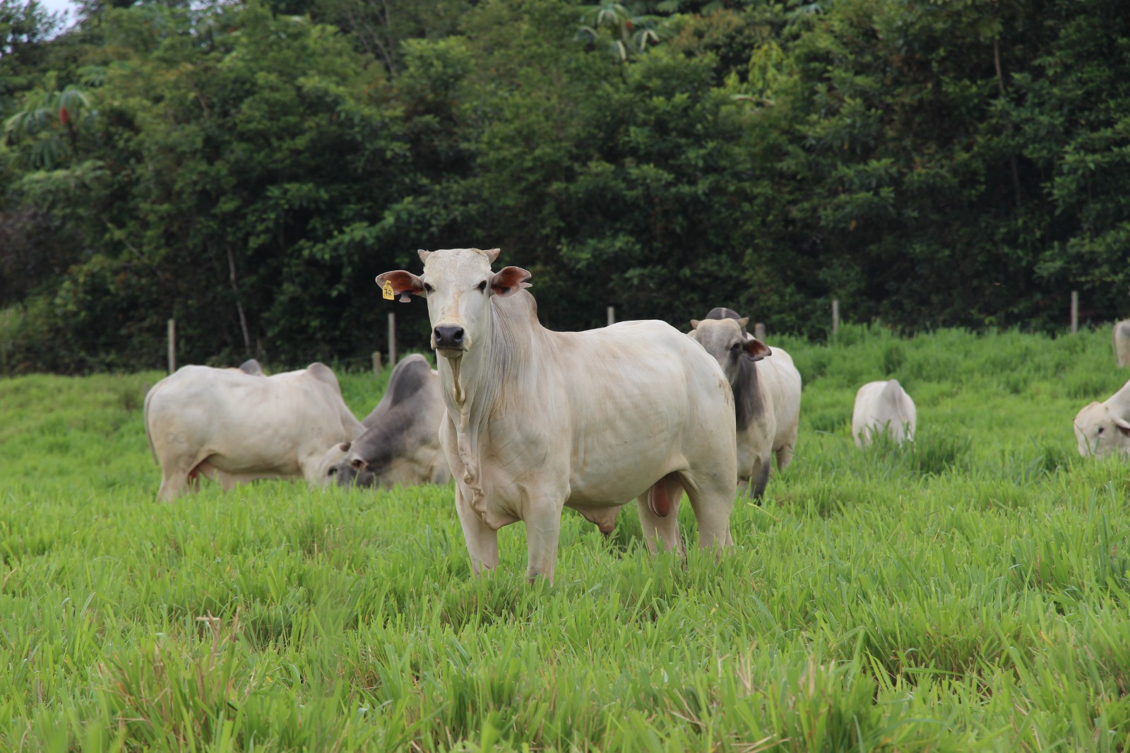 Parintins terá Unidade Demonstrativa do Idam voltada para produção animal, em 2024