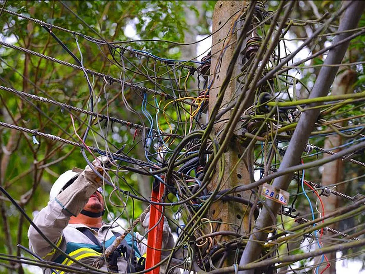 'Gatos' no Amazonas ganham destaque no Jornal Nacional