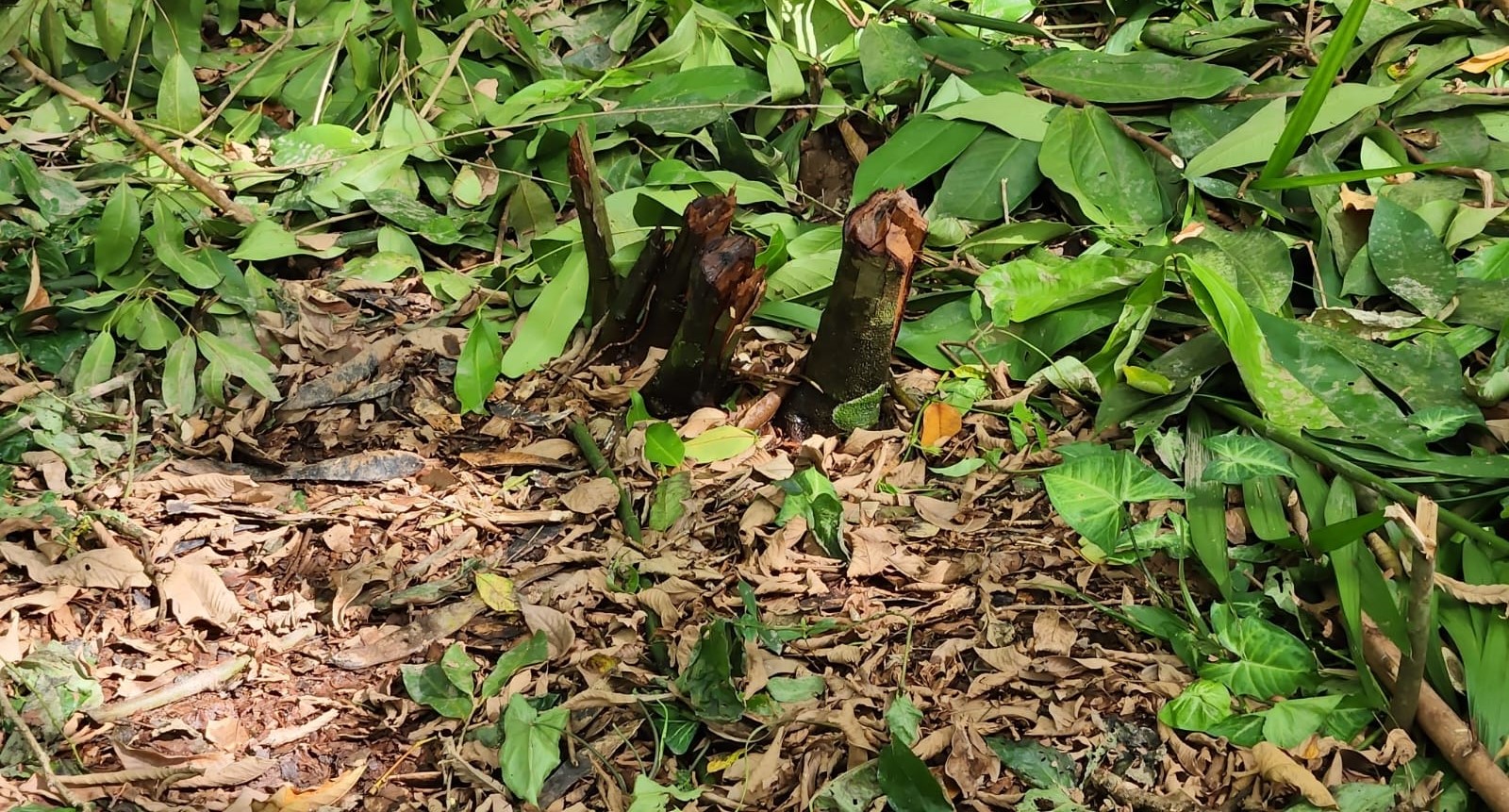 Mais de 20 pessoas são presas por desmatamento em área de preservação no AM