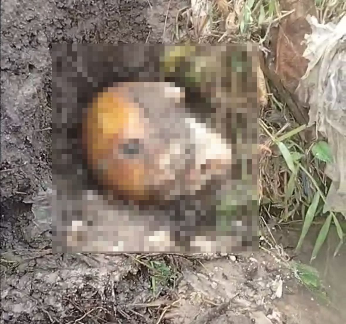 Vídeo: moradores encontram crânio humano próximo a igarapé em Manaus