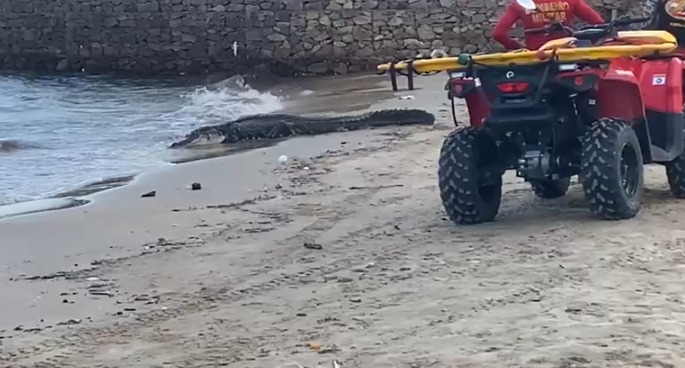 Vídeo: Jacaré assusta banhistas na praia da Ponta Negra
