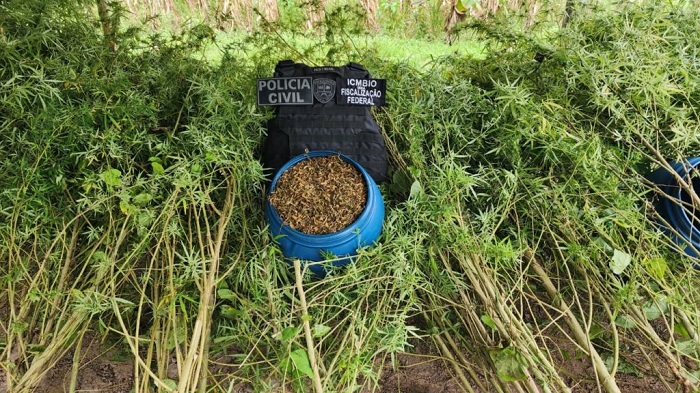 Plantação de maconha avaliada em cerca de R$ 300 mil é apreendida no Amazonas
