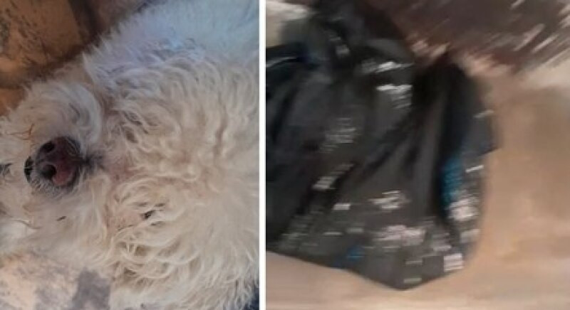 Após ser deixado em petshop cachorro é devolvido morto em saco de lixo