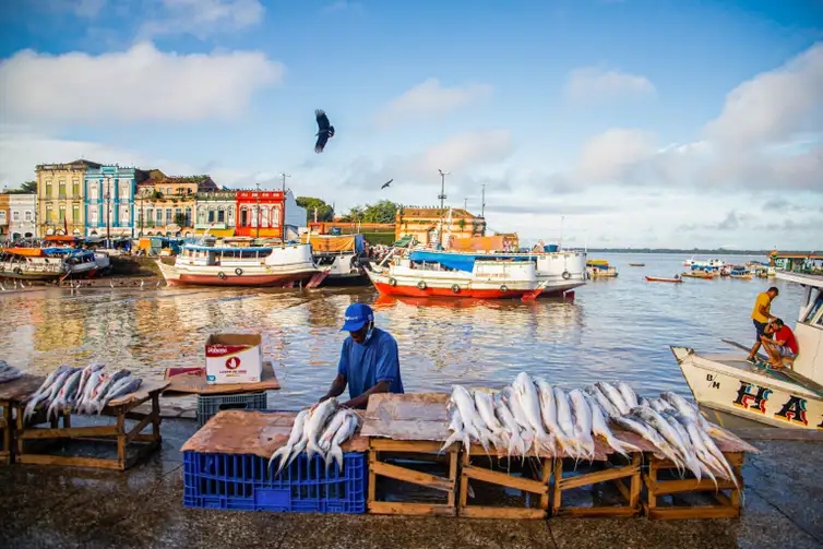 Amazônia tem mais de 2,7 mil espécies de peixes, aponta estudo
