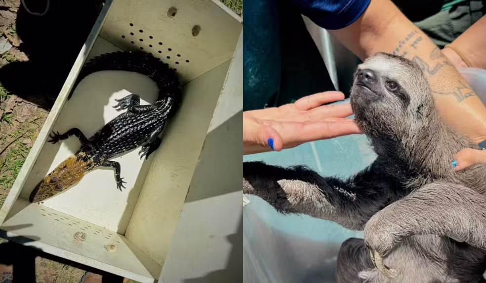Grupo é preso por explorar animais para interação com turistas em Iranduba