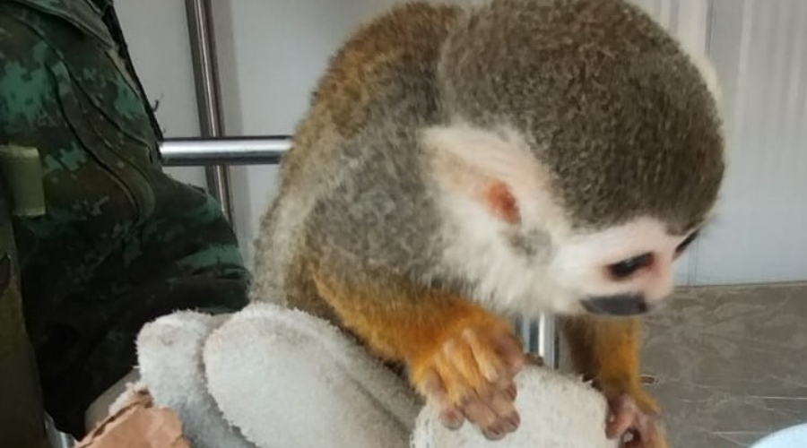 Homem é preso ao transportar macaco sem autorização legal no AM