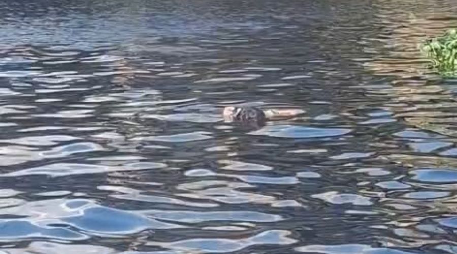 Vídeo: Corpo é encontrado boiando em igarapé no bairro São Raimundo