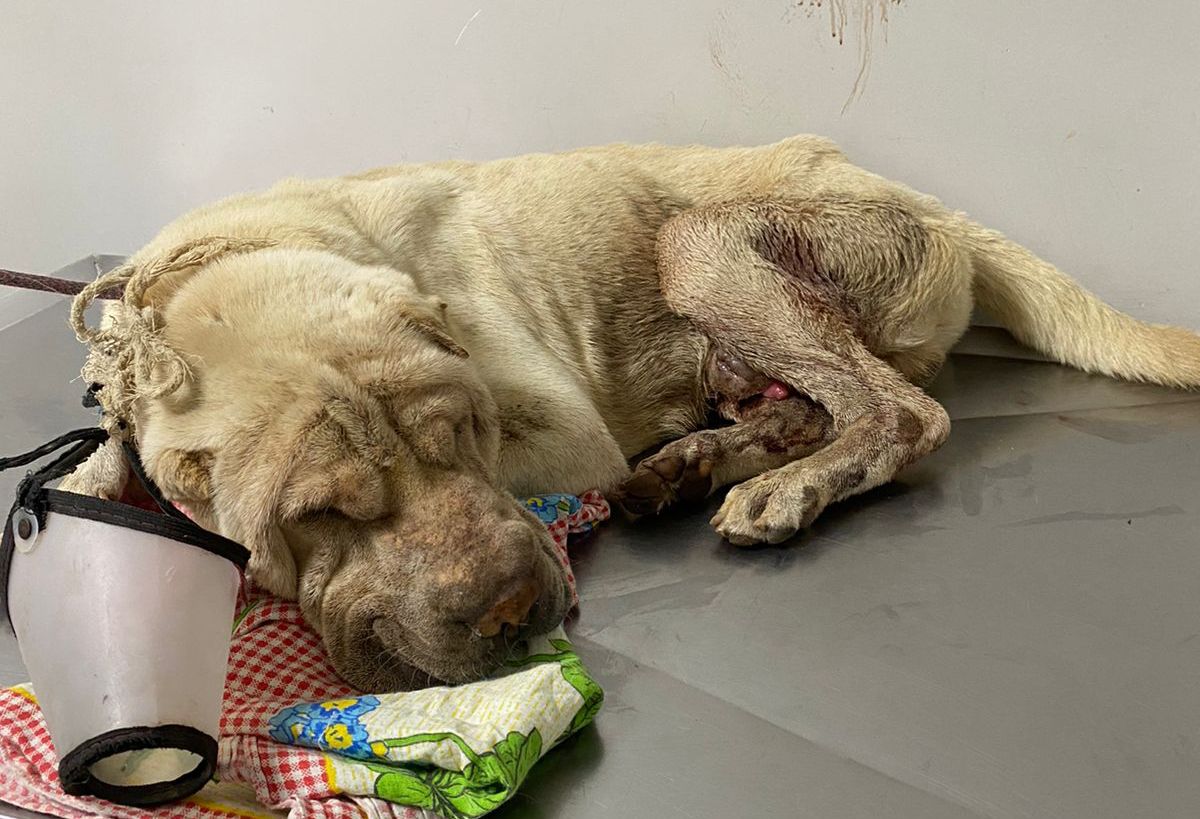 Motorista é preso por abandonar cachorro doente na zona Norte de Manaus