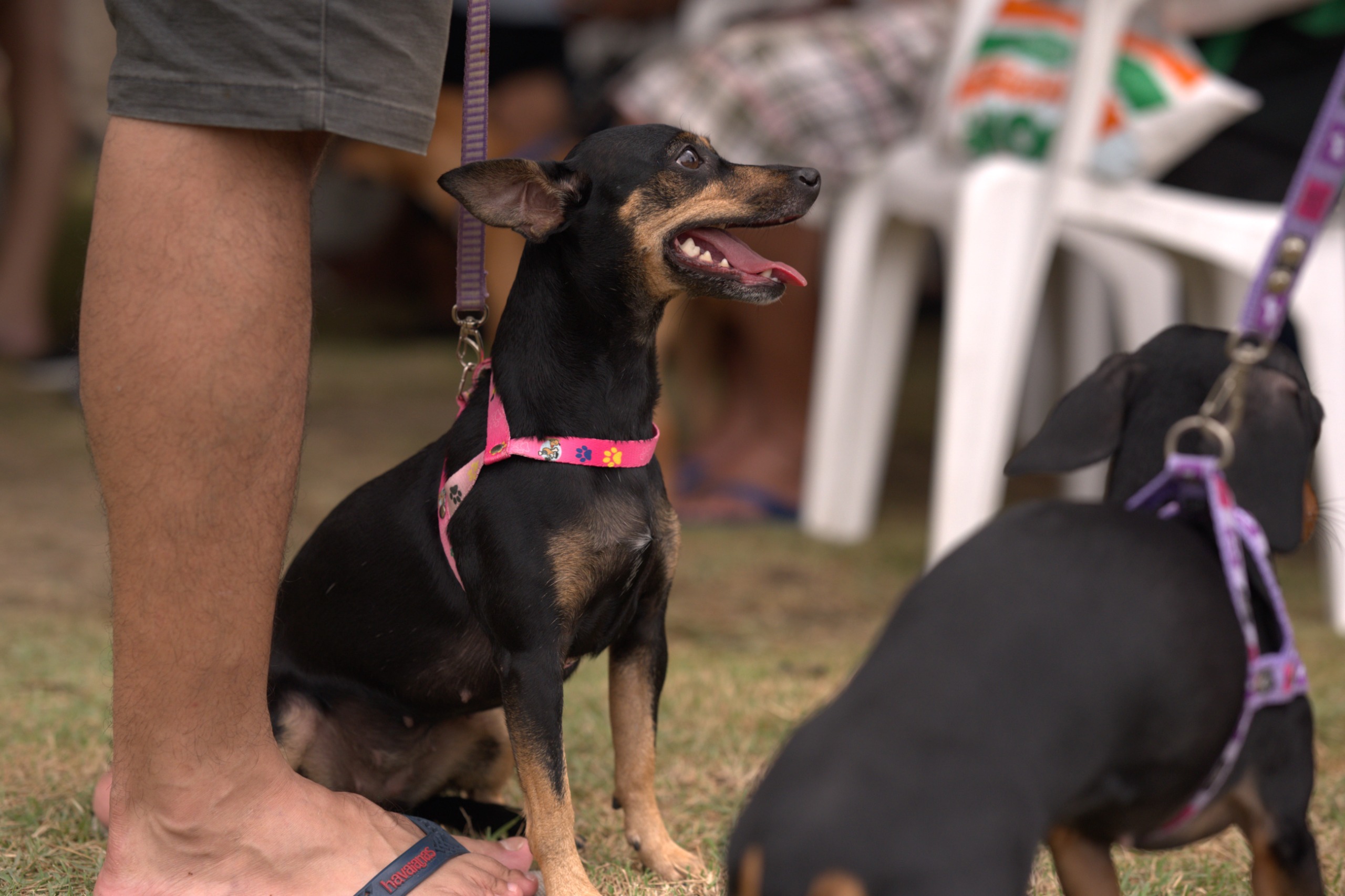 Castramóvel da Sepet-AM atende o bairro Jorge Teixeira com castração gratuita